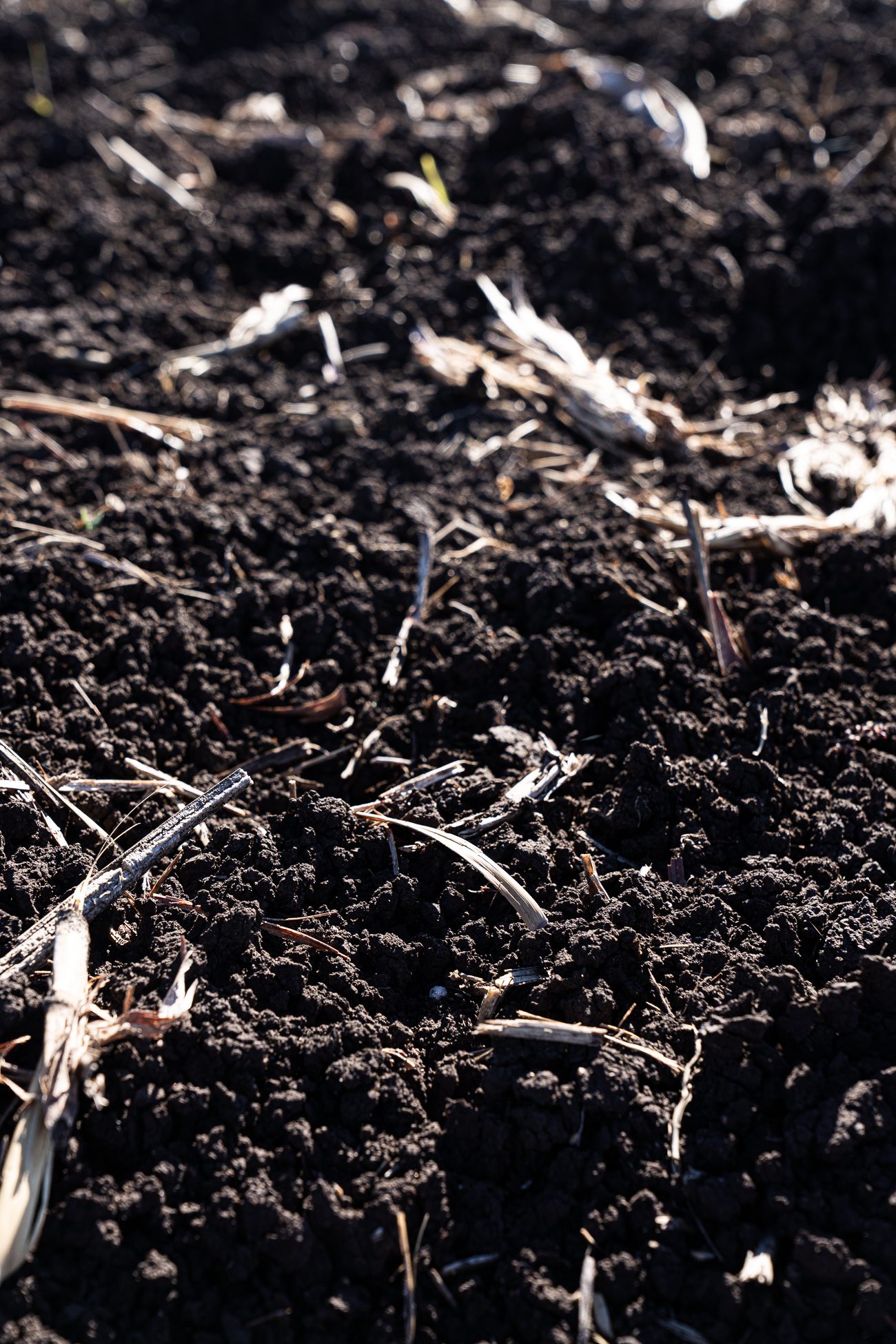 Jeremy Dawson in a Southern Queensland paddock