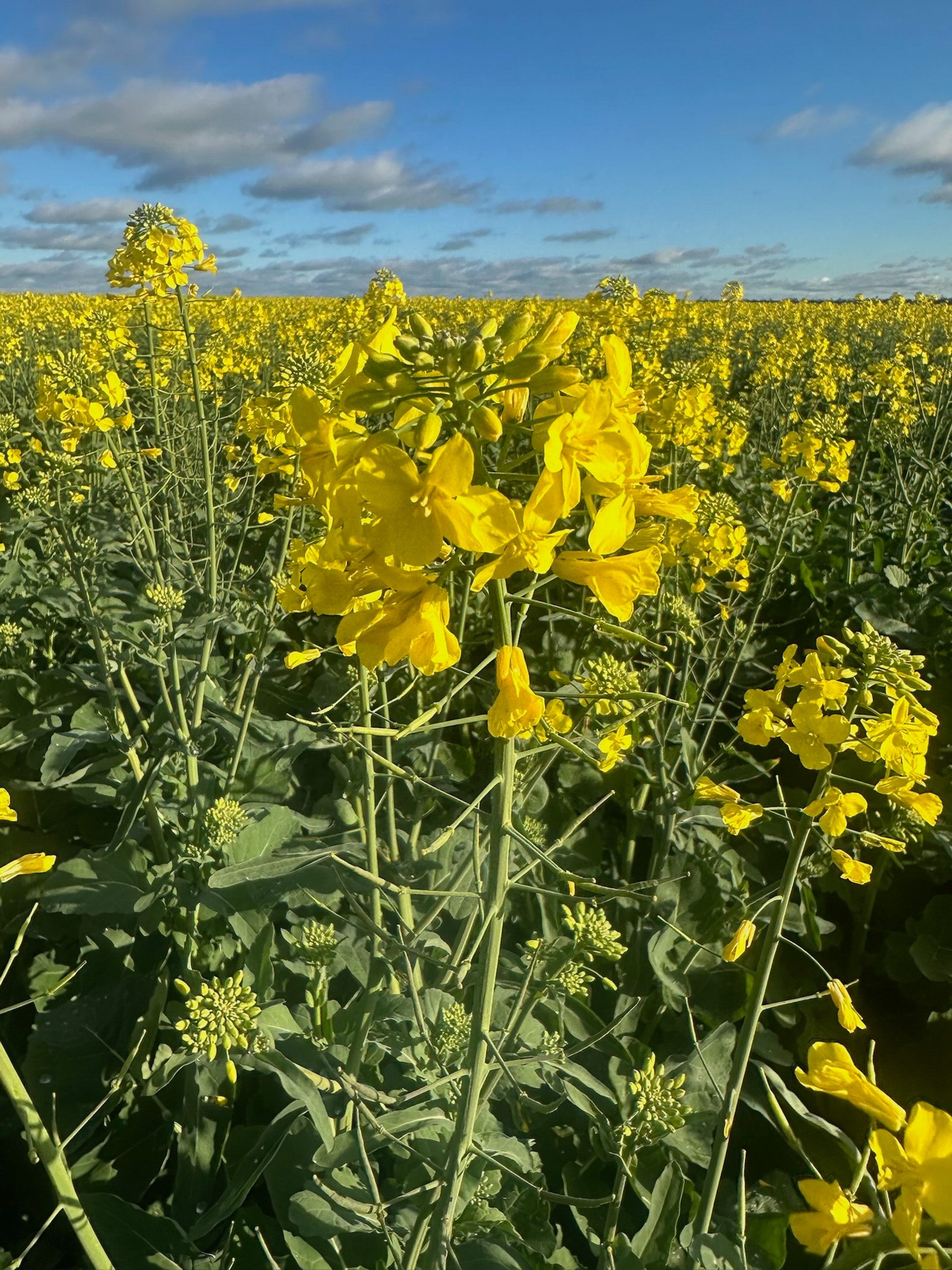 Dawson Ag field work