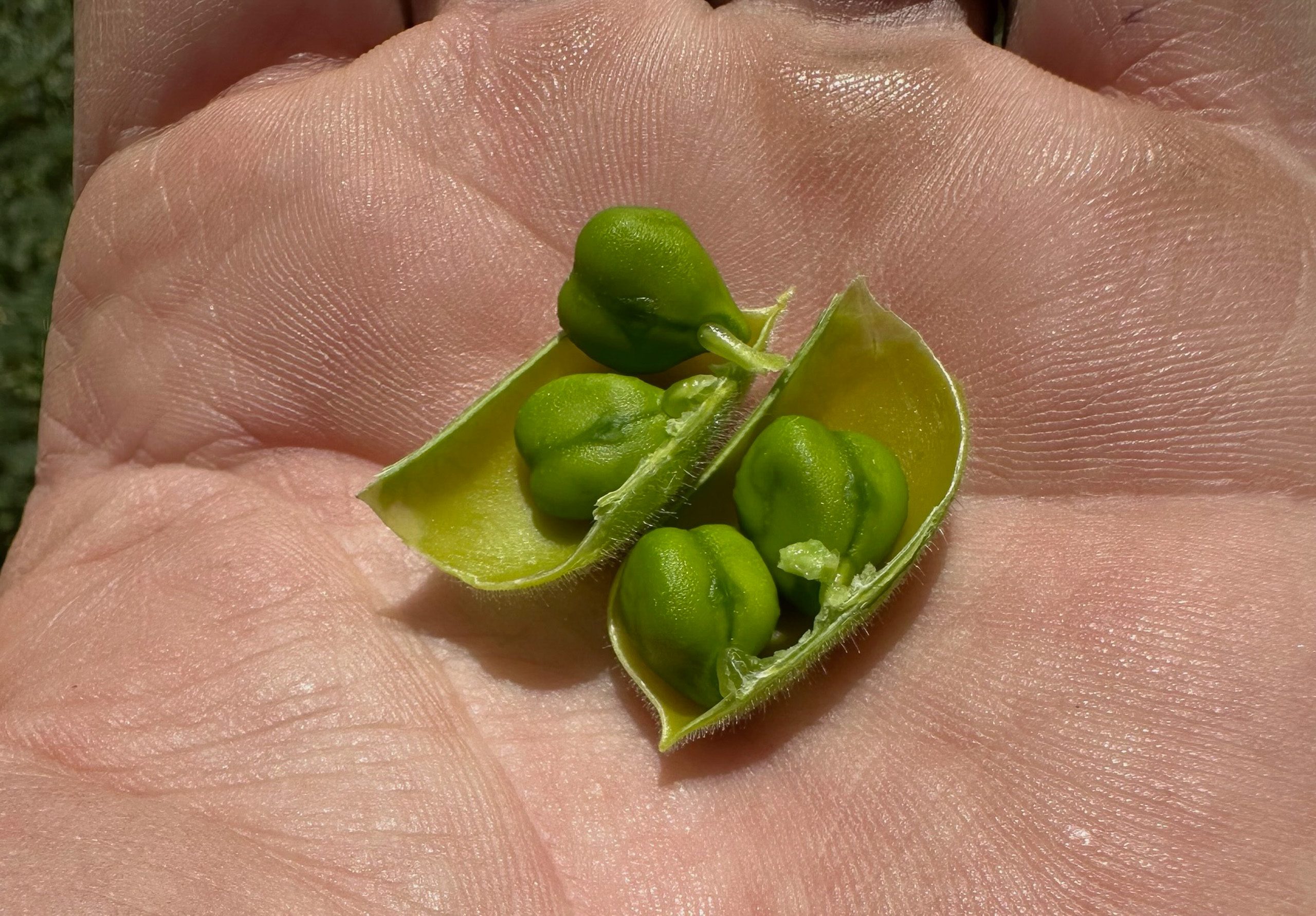 Dawson Ag paddock scene
