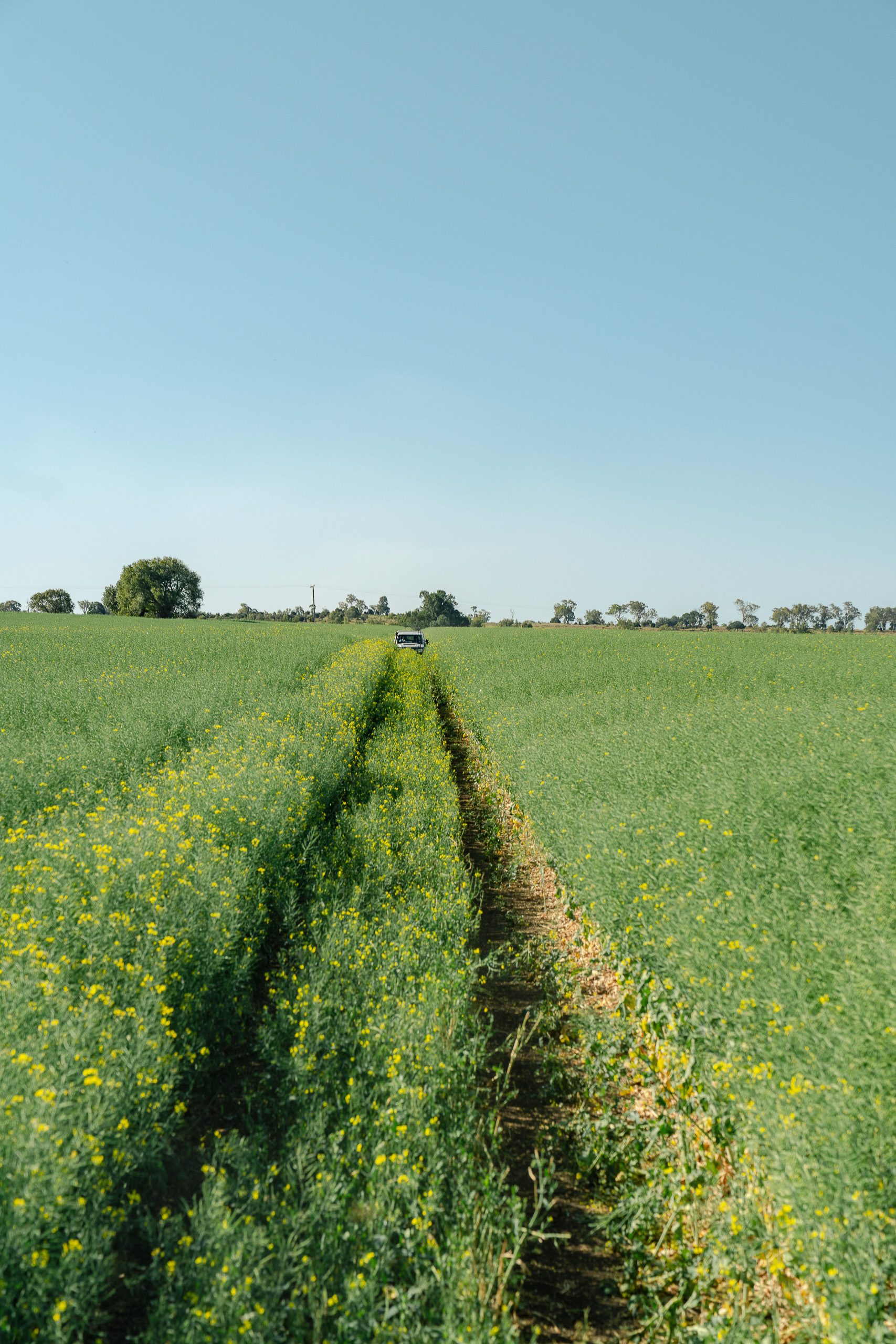 Dawson Ag field work in Southern Queensland