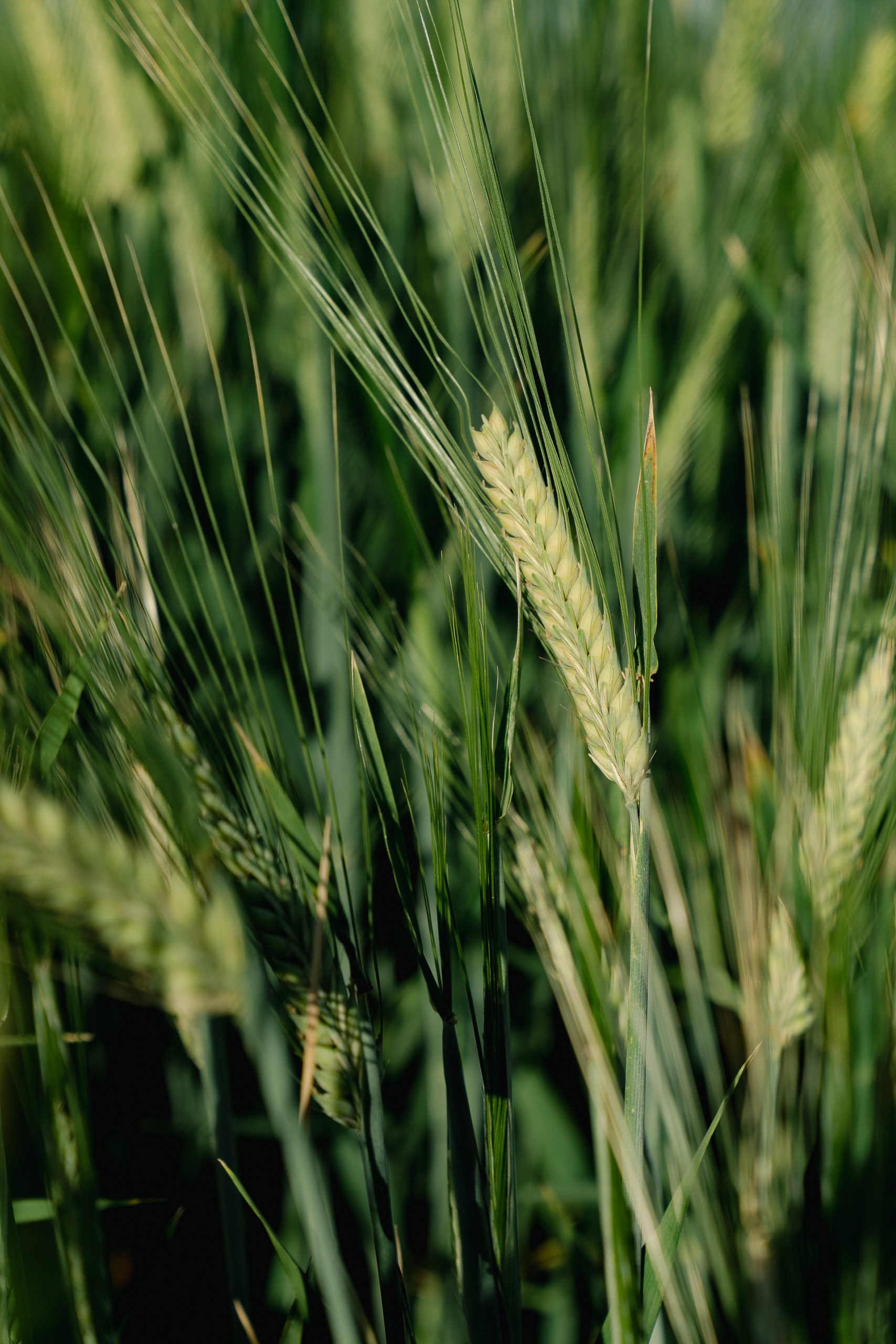 Dawson Ag documentation