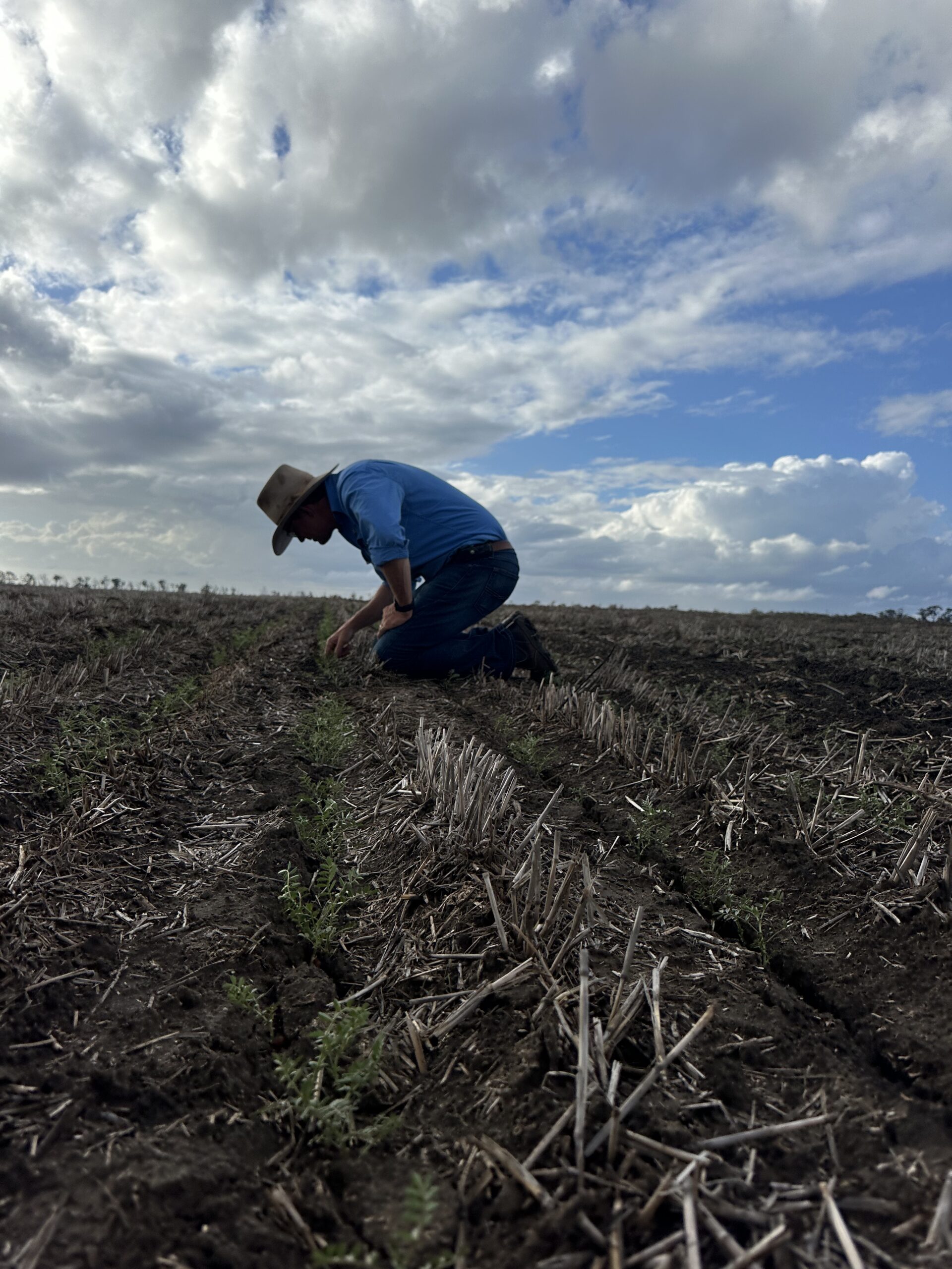 "Farmer inspecting young crop growth in a field under a cloudy sky, Dawson Agriculture."