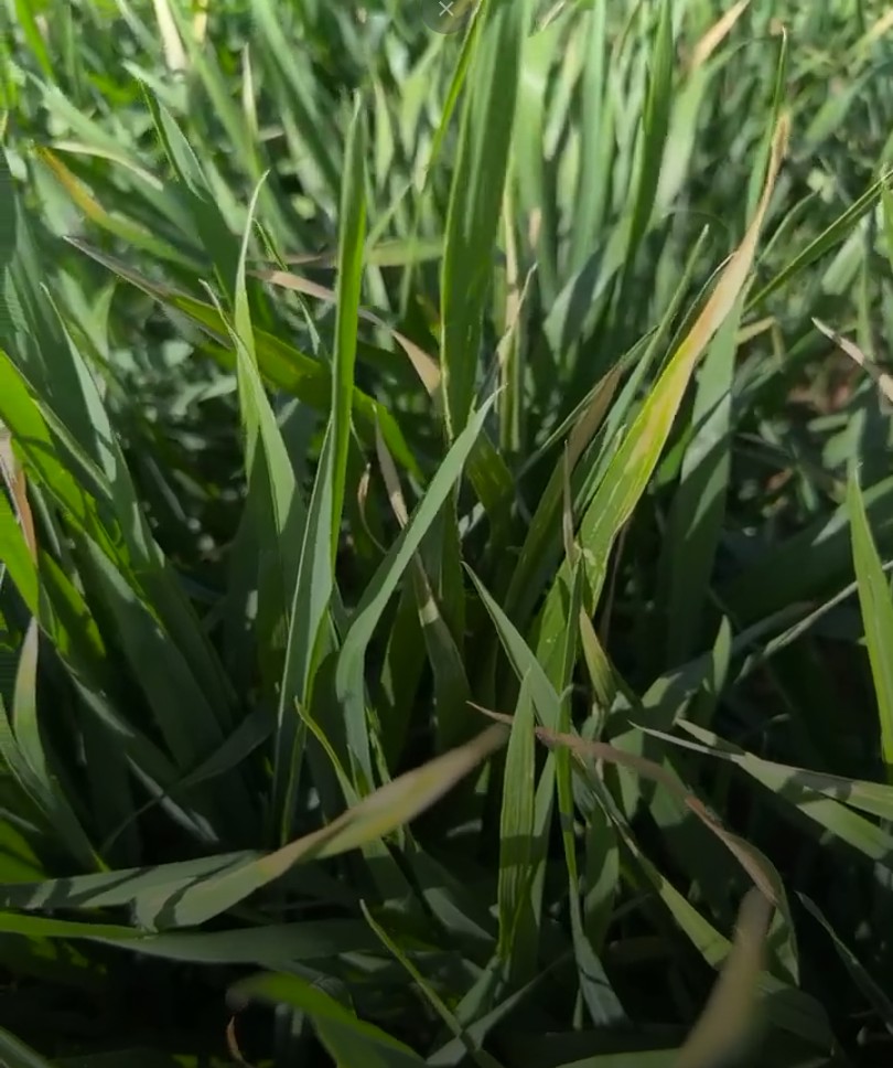 Close-up of green grass blades in a sunlit field, showcasing their texture and vibrant color.