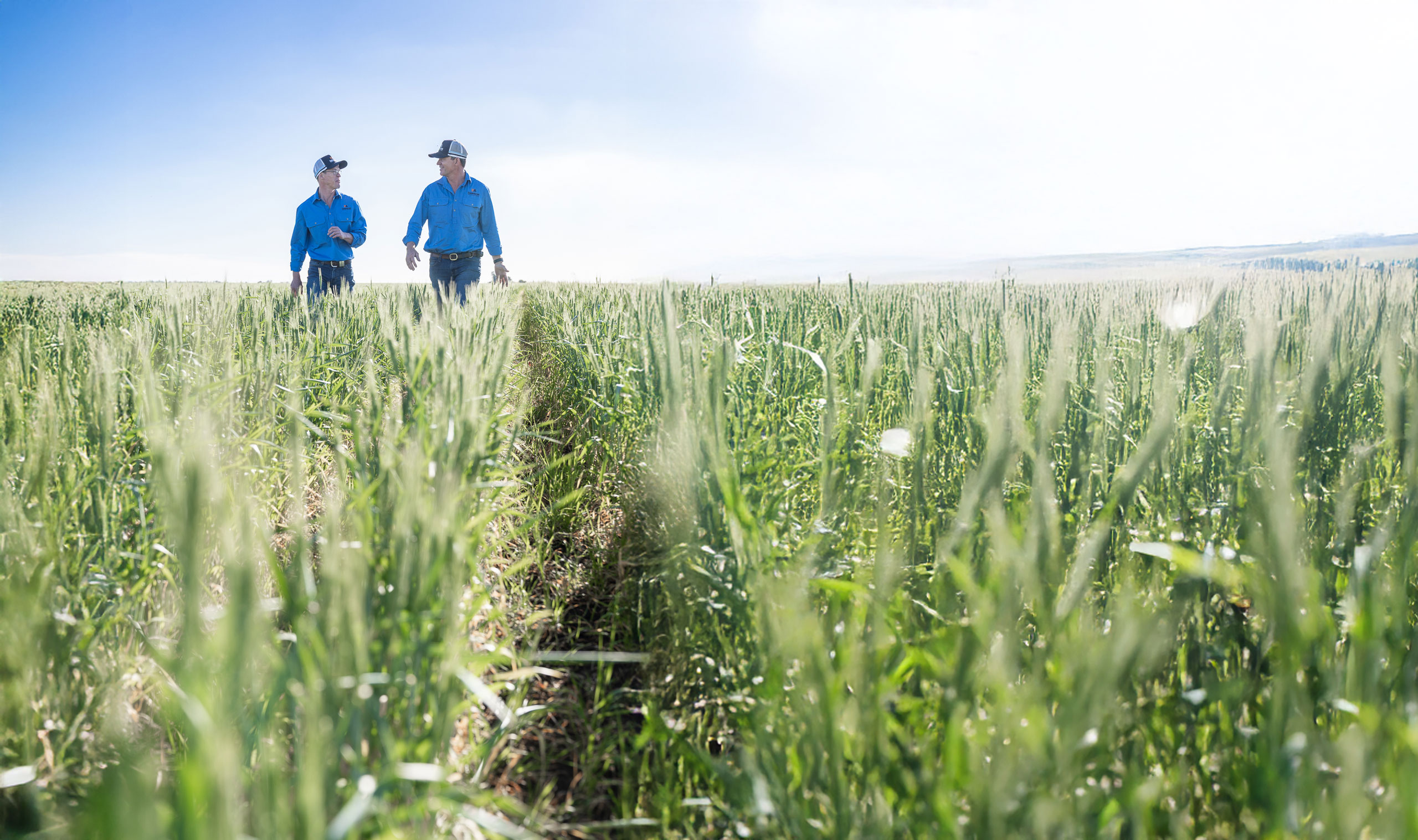 Agronomists Simon Haire and Jeremy Dawson walking through a paddock of barley near Dalby, Queensland