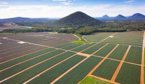 Aerial view of large-scale agricultural fields with neatly divided crop rows and mountains in the background.