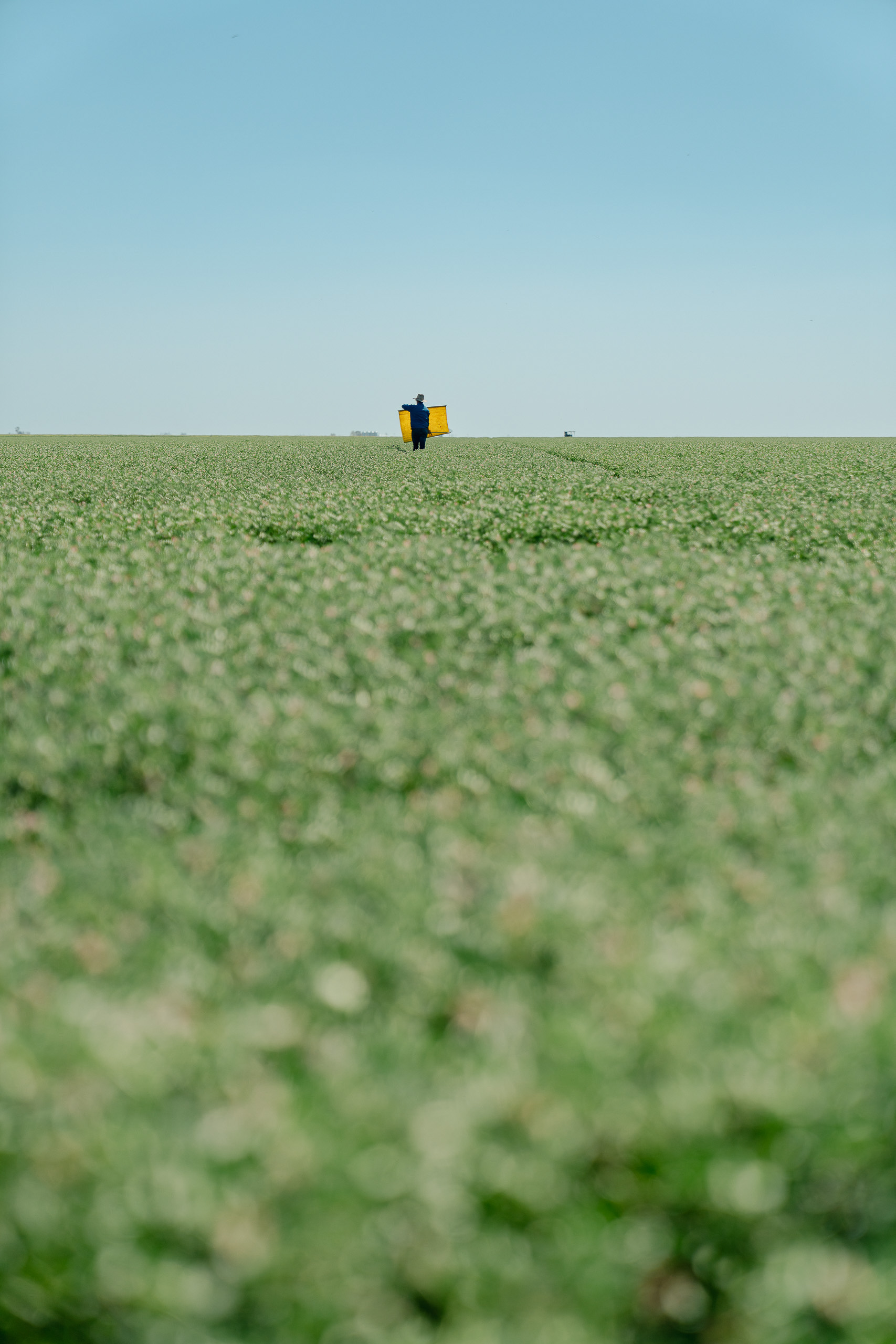 Jeremy Dawson walking through a chickpea paddock with a beat sheet for crop checking in Southern Queensland