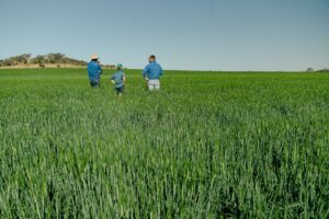 Agronomist inspecting a Darling Downs crop in the field, Western Downs Queensland.