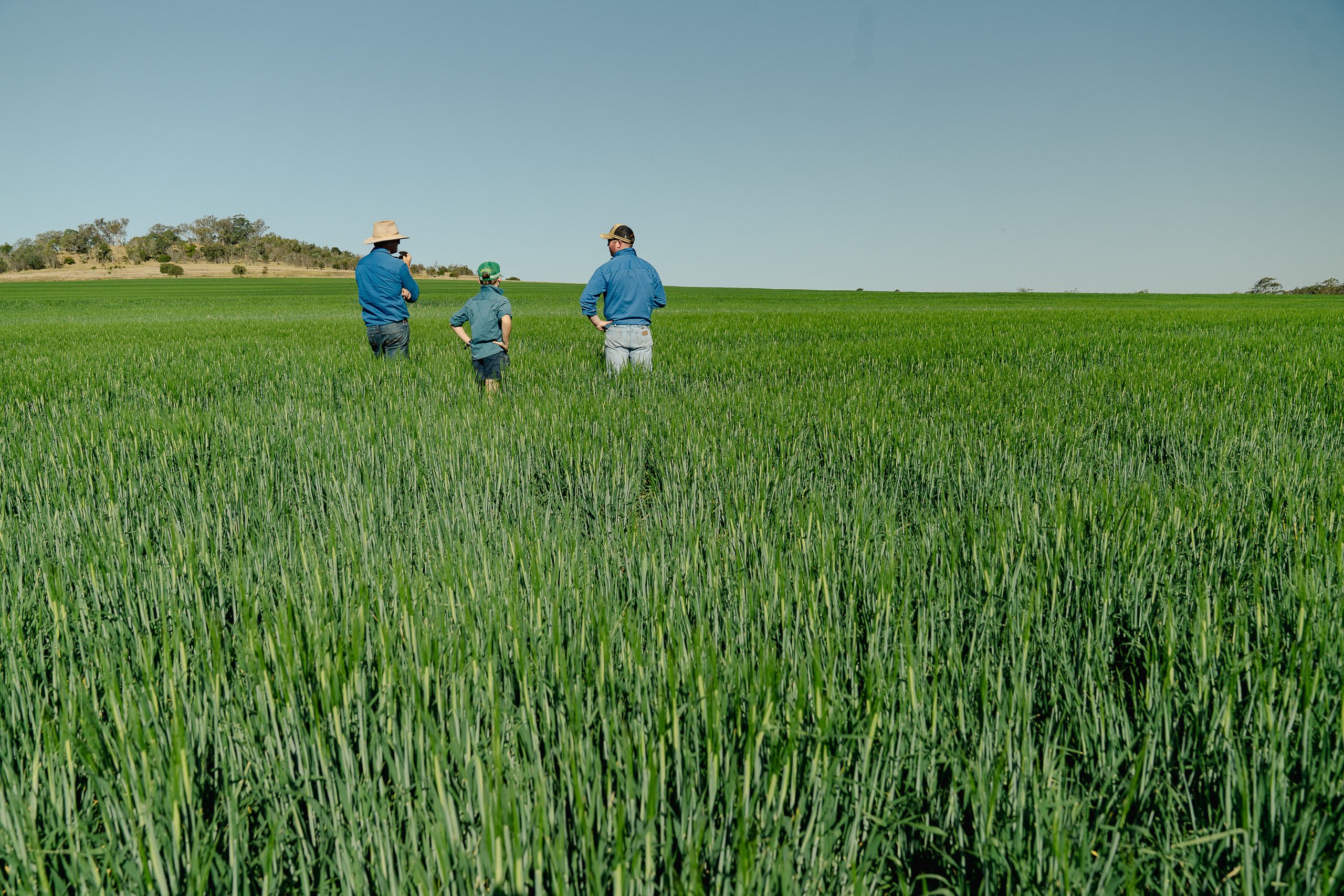 Agronomist inspecting a Darling Downs crop in the field, Western Downs Queensland.