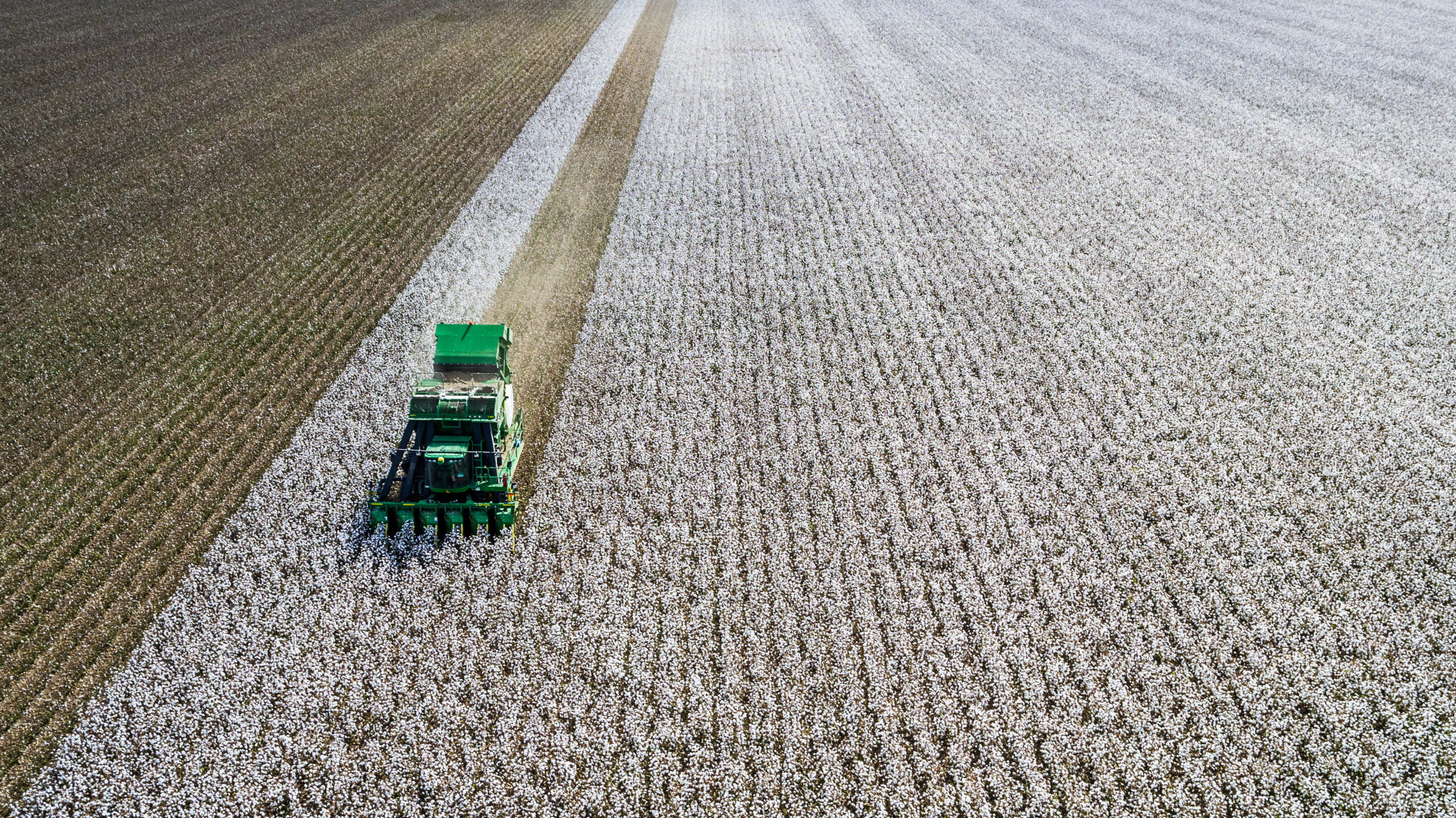 Cotton picker mid-harvest in a Southern Queensland cotton paddock, white bolls on one side, picked rows on the other