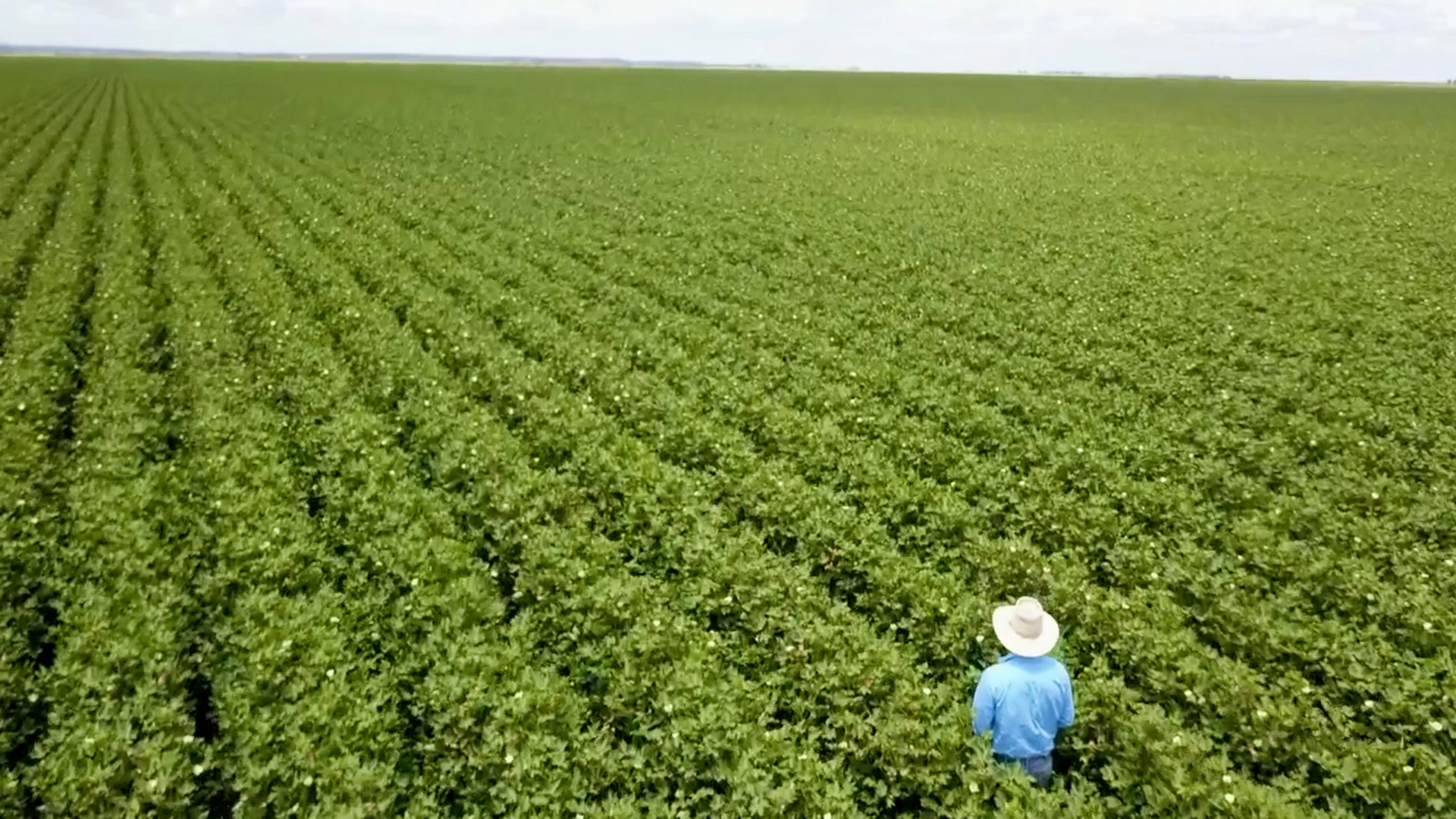 Independent cotton agronomist standing in rows of mature cotton, Southern Queensland
