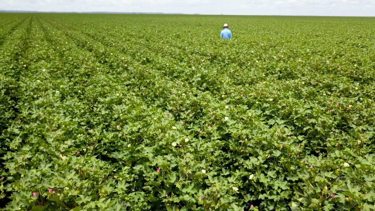 Mature cotton crop at boll fill with white bolls visible, agronomist mid-paddock, Southern Queensland