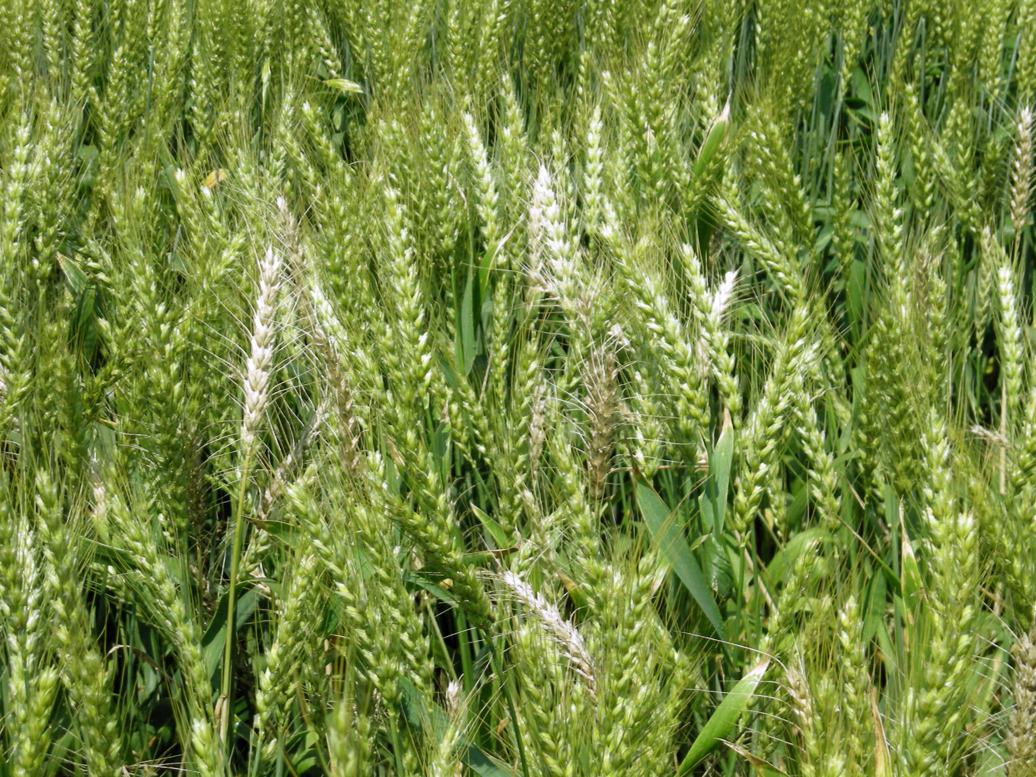 White heads in a wheat crop caused by Fusarium crown rot, Australia.