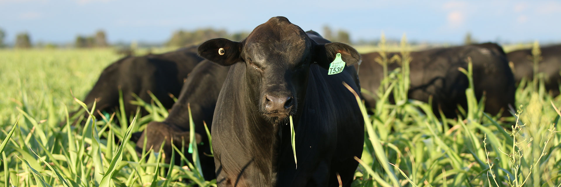 Black Angus heifer grazing lush green pasture, Southern Queensland breeding country.