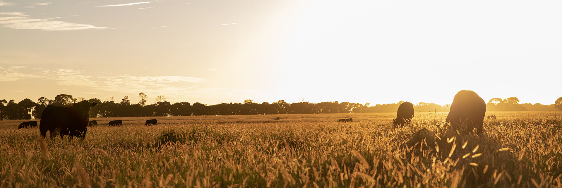 Cattle grazing healthy pasture at sunset on a Southern Queensland breeding property.