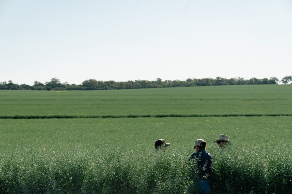 Dawson Agriculture team walking a green broadacre crop on a Darling Downs paddock walk, Southern Queensland.