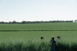 Dawson Agriculture team walking a green broadacre crop on a Darling Downs paddock walk, Southern Queensland.