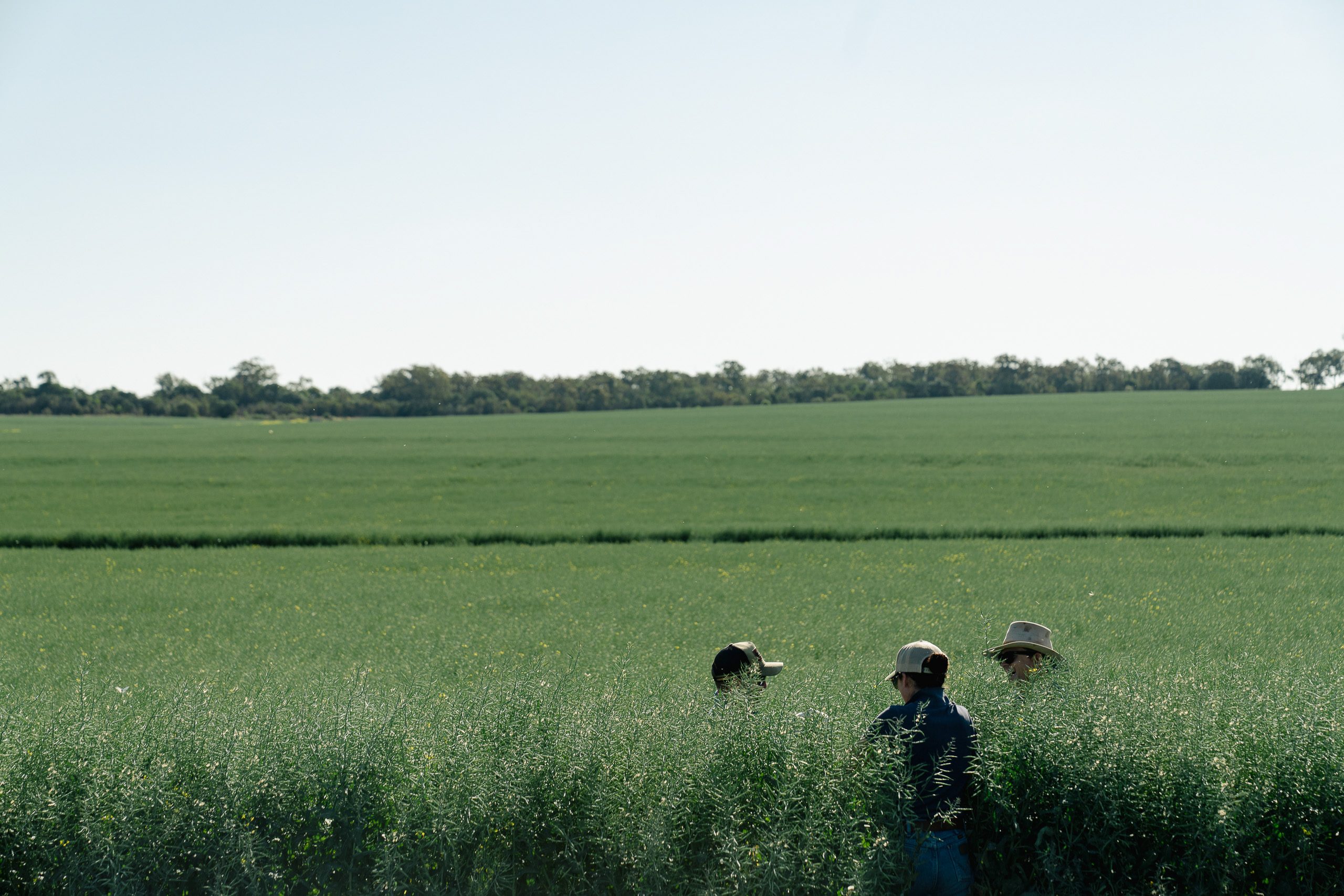 Dawson Agriculture team walking a green broadacre crop on a Darling Downs paddock walk, Southern Queensland.