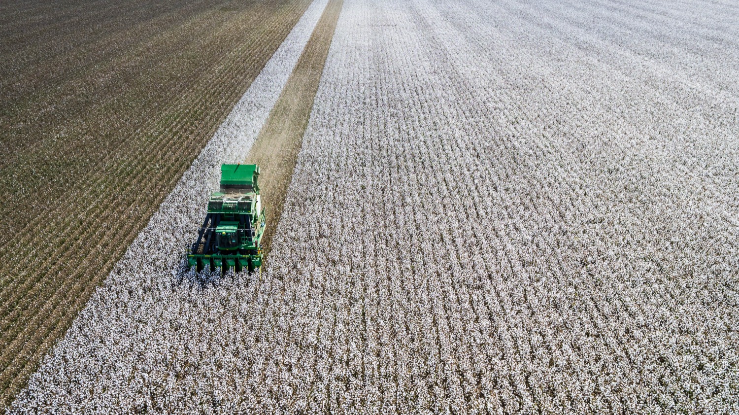 dryland cotton harvest Western Downs Queensland cotton picker