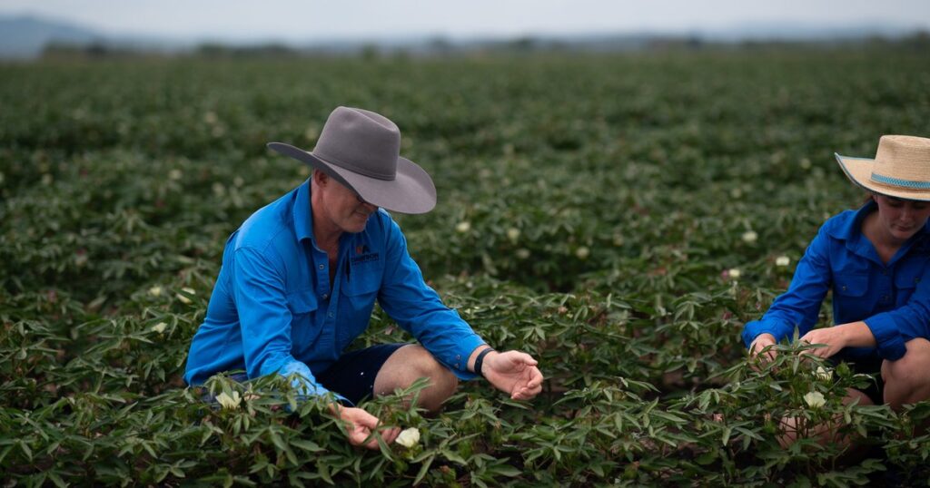Dawson Ag independent cotton consultants inspecting an irrigated cotton crop in Queensland