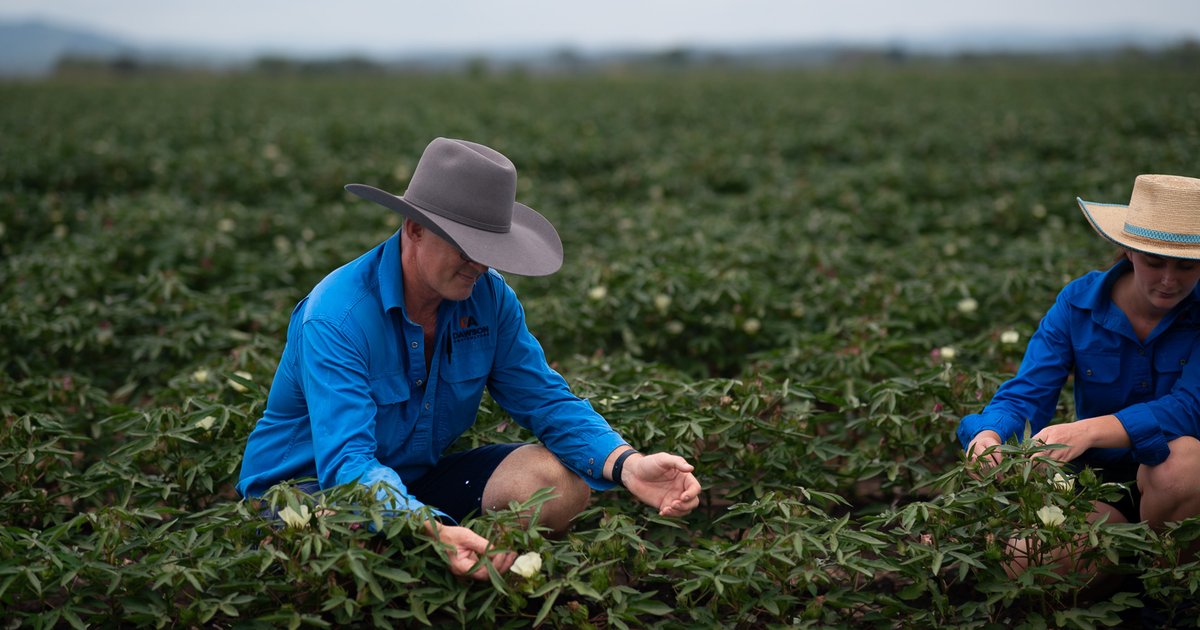Dawson Ag independent cotton consultants inspecting an irrigated cotton crop in Queensland