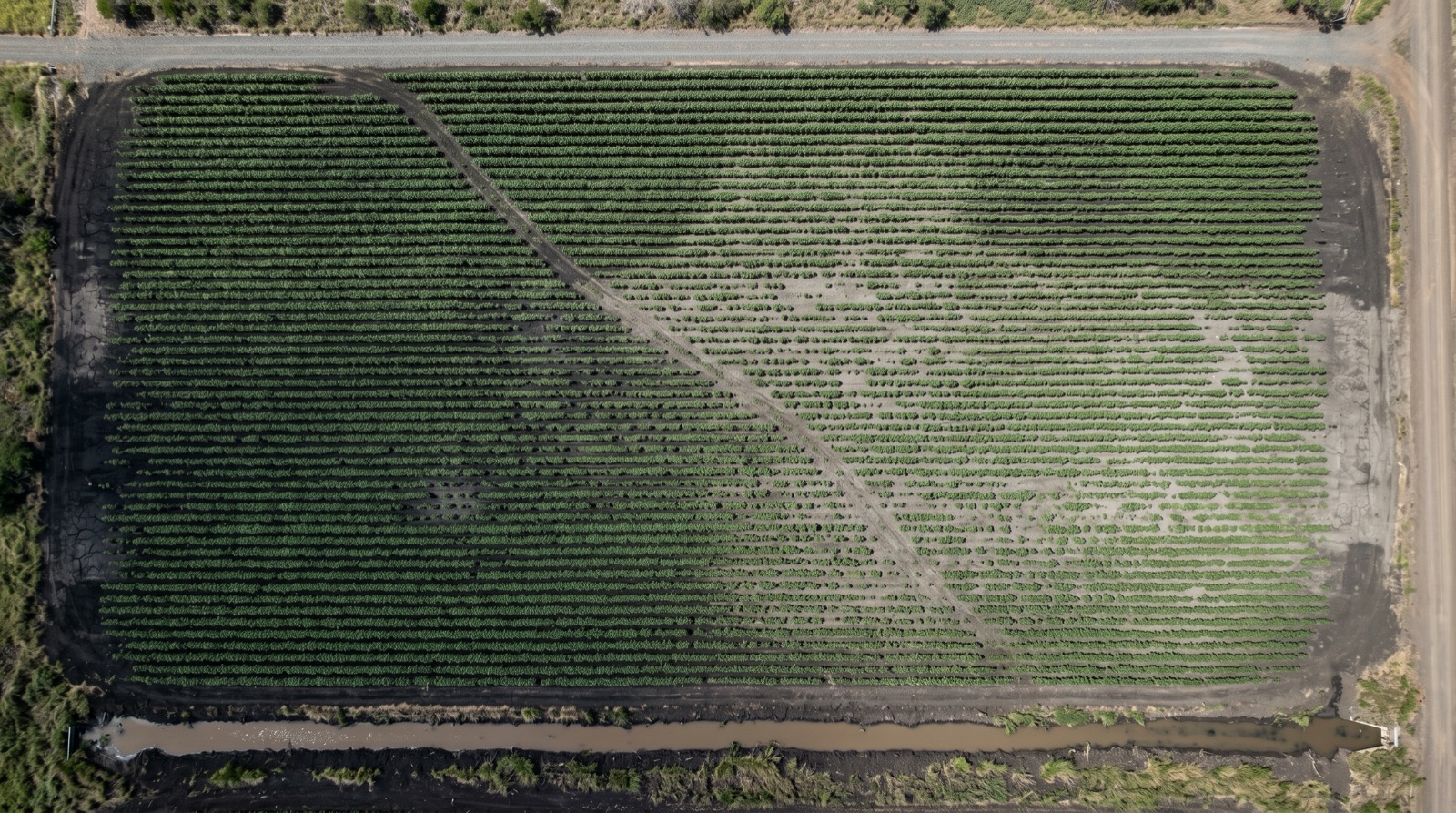 aerial view of an irrigated cotton field showing soil-type variability and management zones for variable-rate nitrogen