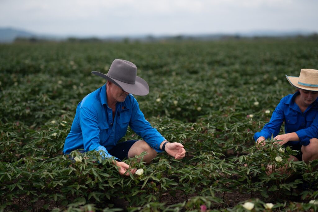 Dawson Ag agronomists inspecting a flowering cotton crop in Southern Queensland