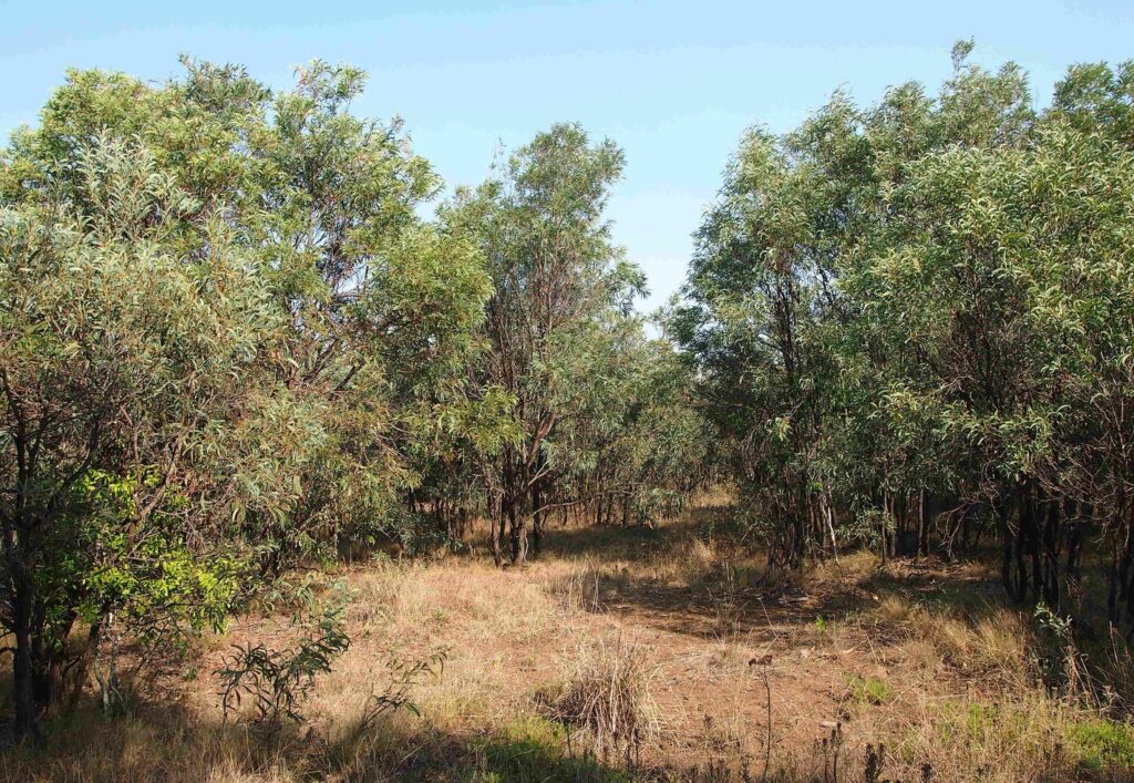 Dense brigalow regrowth with a grassy understorey
