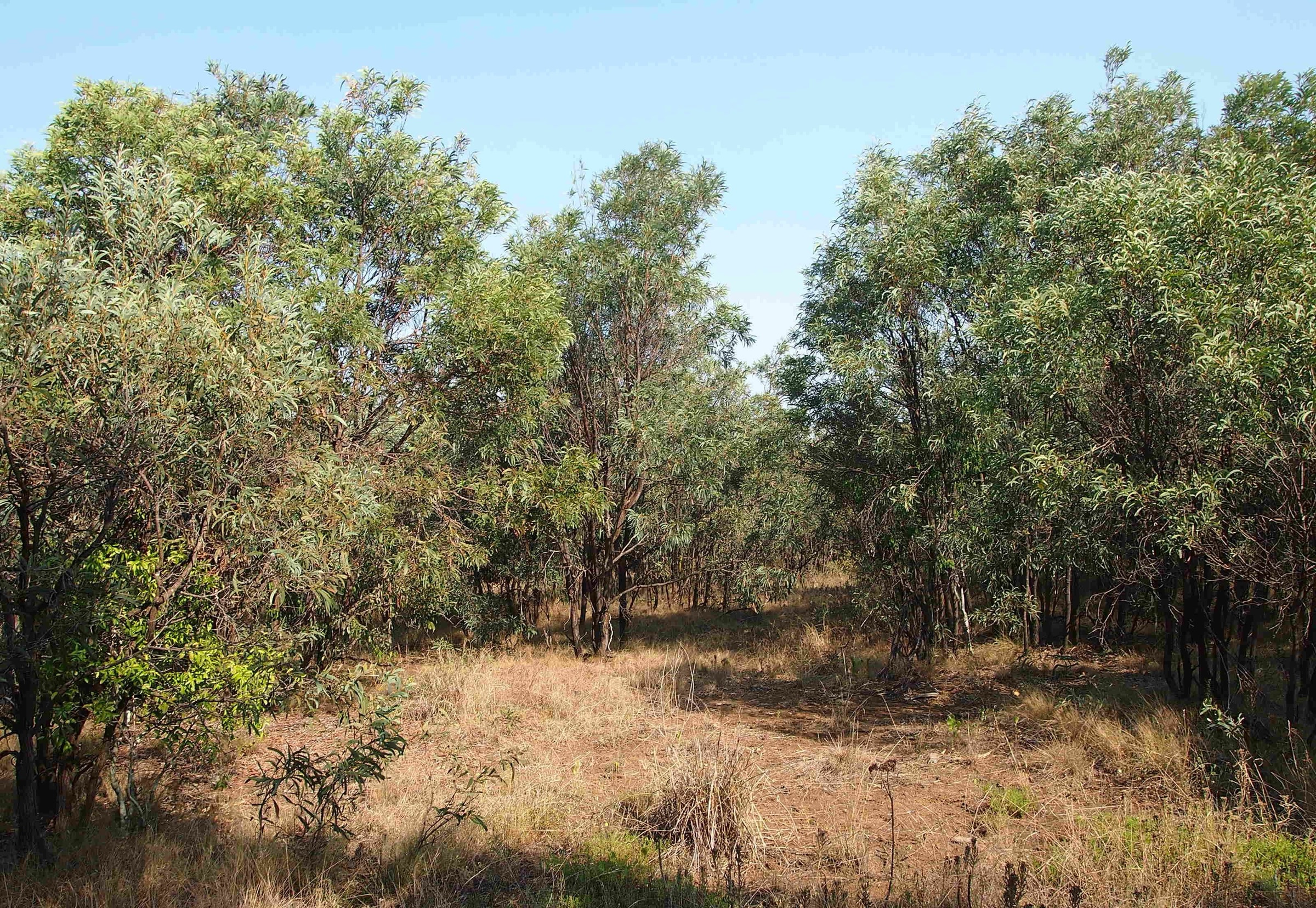 Dense brigalow regrowth with a grassy understorey