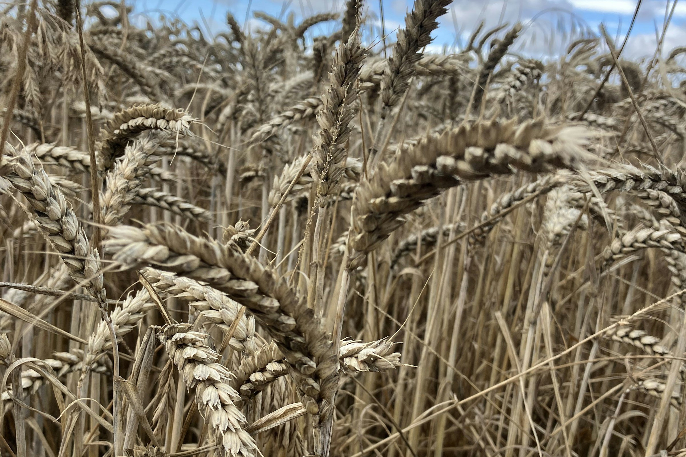Close-up of ripe, weathered wheat heads standing in the crop