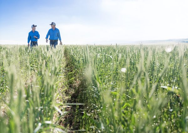 Agronomists Simon Haire and Jeremy Dawson walking through a paddock of barley near Dalby, Queensland