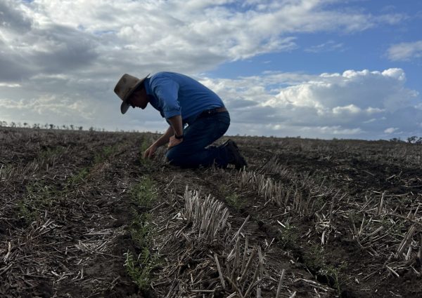"Farmer inspecting young crop growth in a field under a cloudy sky, Dawson Agriculture."